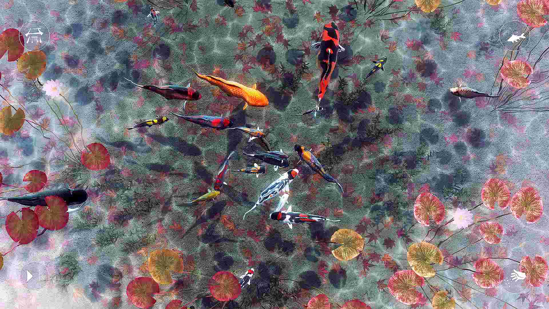 我的锦鲤/My Koi_4