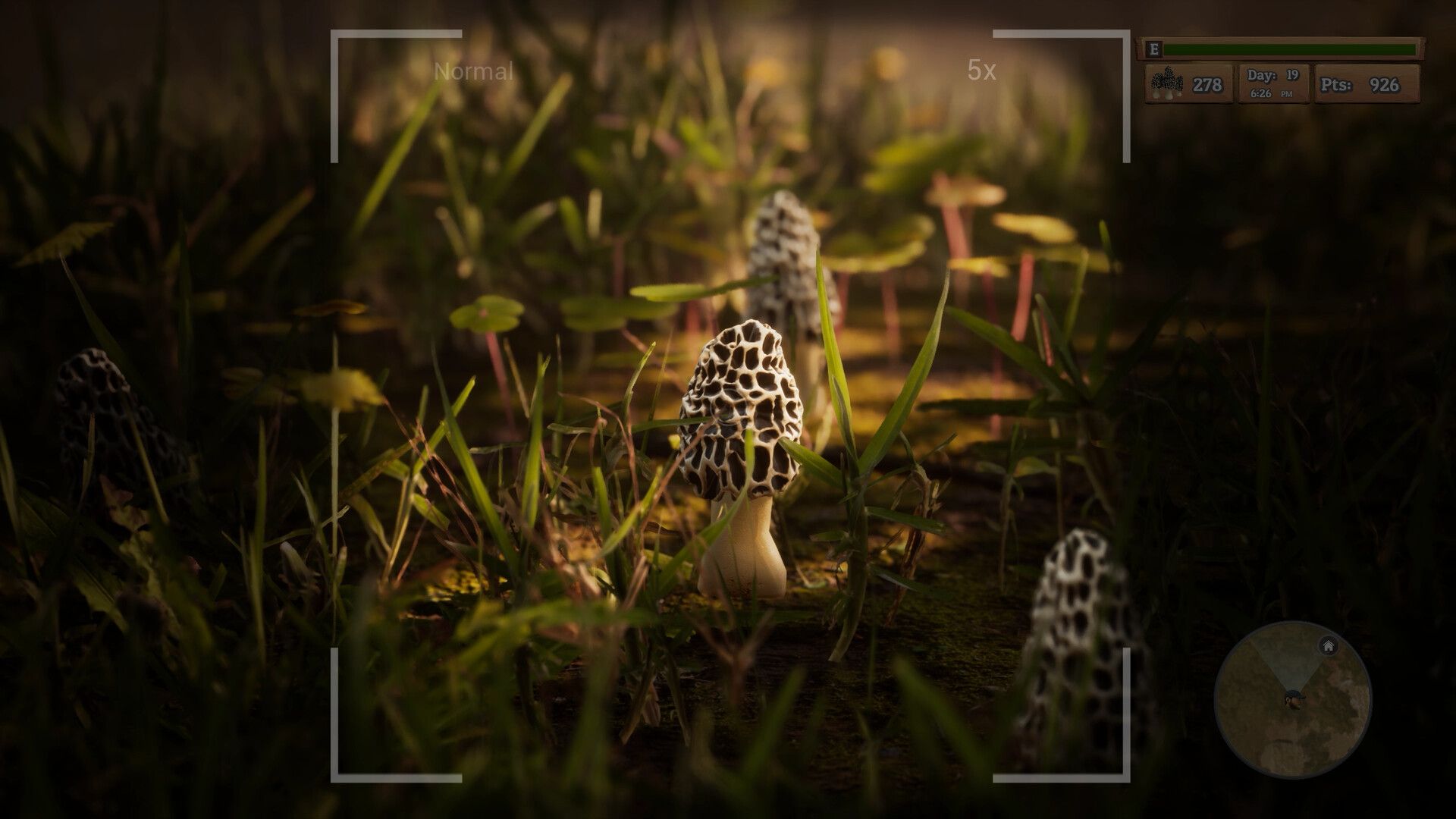 羊肚菌：狩猎/Morels: The Hunt_0