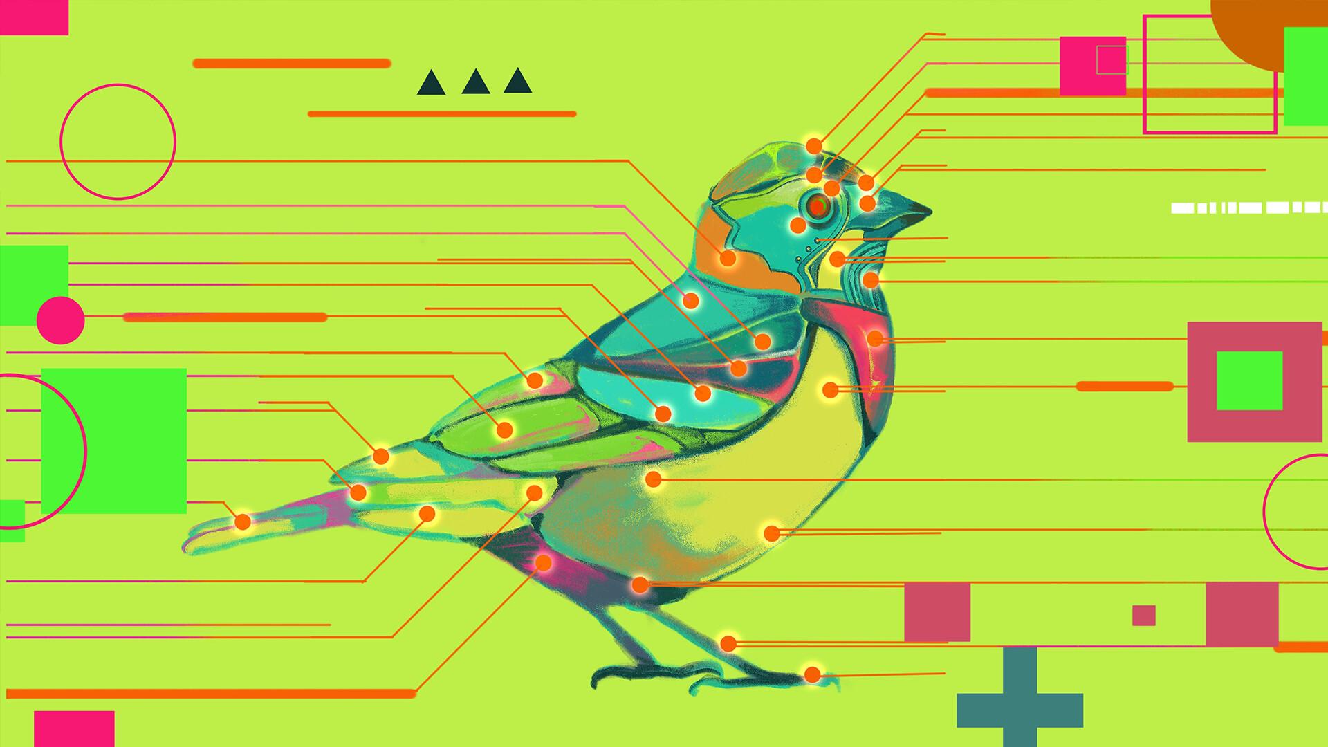 鸟之谜/Avian Enigma_0