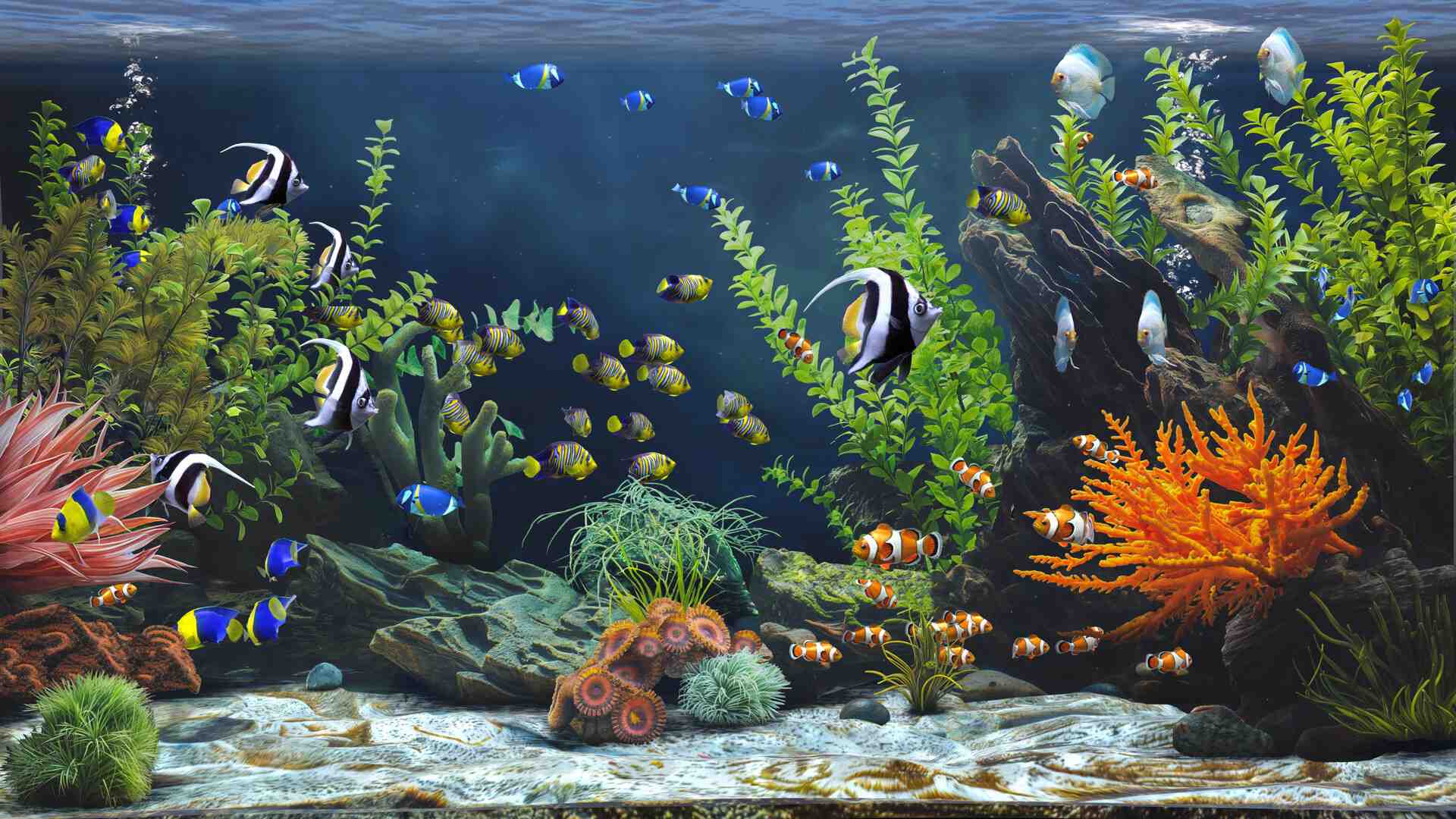 禅意水族馆/Zen Aquarium_2